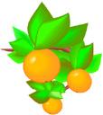 Cartoon oranges